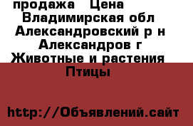 продажа › Цена ­ 1 000 - Владимирская обл., Александровский р-н, Александров г. Животные и растения » Птицы   